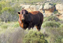 Bonsmara Bull