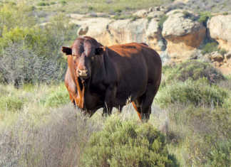 Bonsmara Bull