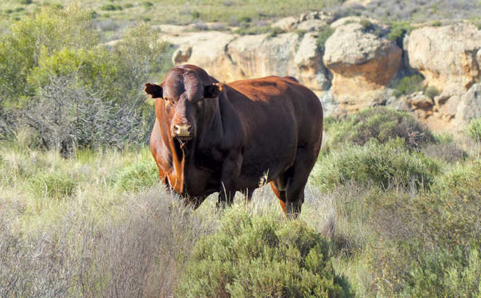 Bonsmara Bull