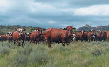 Brafords prove their worth on traditional sheep farm