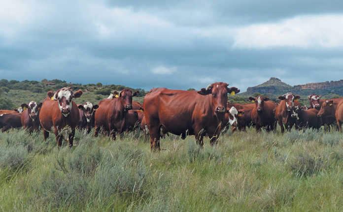 Brafords prove their worth on traditional sheep farm