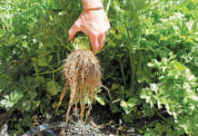 Making the most of calcium as a soil and plant nutrient
