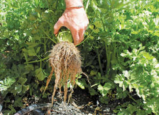 Making the most of calcium as a soil and plant nutrient