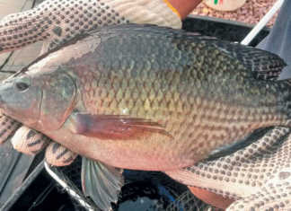 Chitralada strain Nile Tilapia