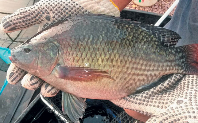 The best fish species for aquaponics The best fish species for aquaponics