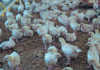 Day-old chicks