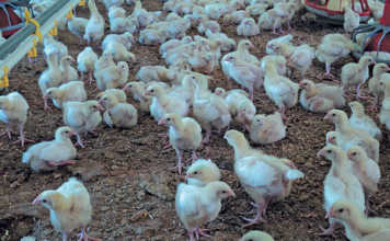 Day-old chicks
