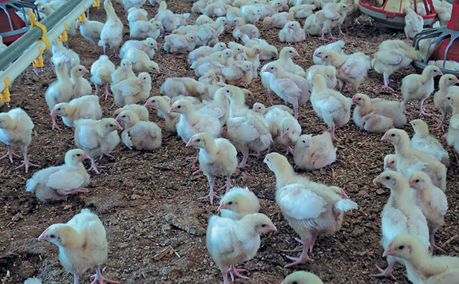 Niche market supplying fresh chicken in the hot Lowveld Niche market supplying fresh chicken in the hot Lowveld