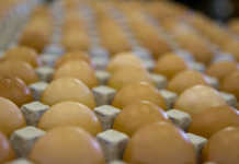 Imported table eggs recalled over labelling problems
