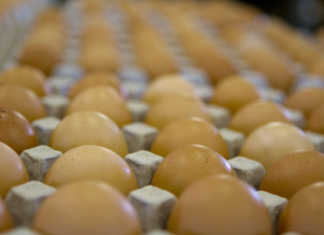 Imported table eggs recalled over labelling problems Imported table eggs recalled over labelling problems