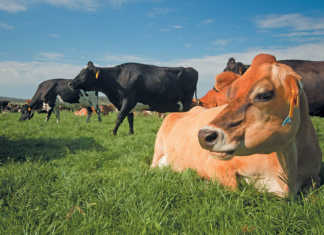 MPO and Free State agri department agree on small dairies MPO and Free State agri department agree on small dairies