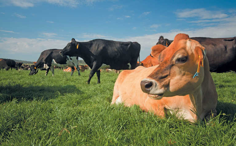 MPO and Free State agri department agree on small dairies MPO and Free State agri department agree on small dairies