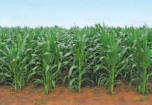 Smaller maize harvest anticipated – Crop Estimates Committee