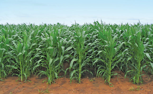 Smaller maize harvest anticipated – Crop Estimates Committee Smaller maize harvest anticipated – Crop Estimates Committee
