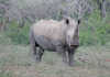 Latest stats show slight decrease in rhino poaching Latest stats show slight decrease in rhino poaching