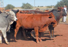 Courts order municipalities to adhere to commonage rules