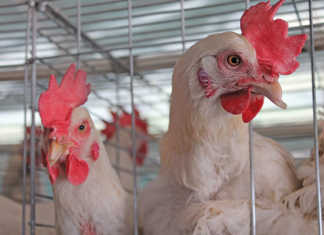 Biosecurity: your first line of defence against disease