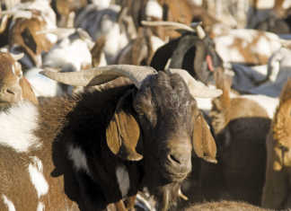Countries resolve to eradicate sheep and goat plague by 2030 Countries resolve to eradicate sheep and goat plague by 2030