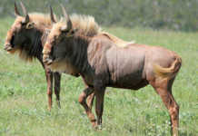 Golden Wildebeest