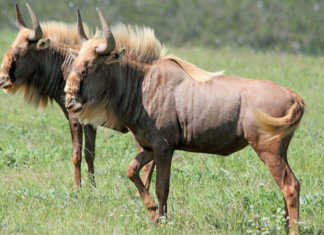 Golden Wildebeest