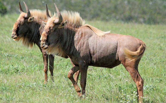 Golden Wildebeest