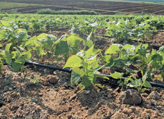 Green Beans Crop
