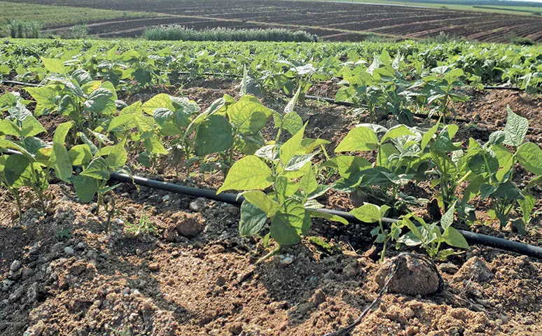 Green Beans Crop