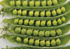 Enjoy the taste of fresh garden peas!