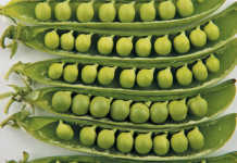 Enjoy the taste of fresh garden peas!