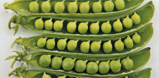 Enjoy the taste of fresh garden peas!