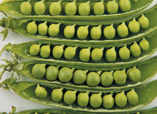 Enjoy the taste of fresh garden peas!