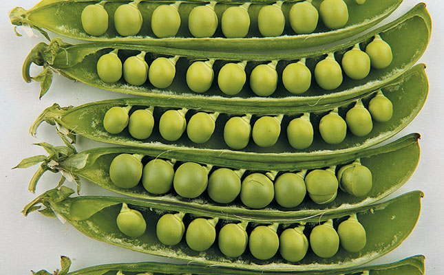 Enjoy the taste of fresh garden peas! Enjoy the taste of fresh garden peas!