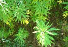 Hemp production could soon be legal