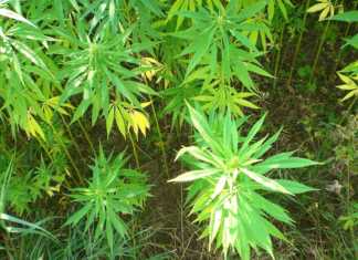 Hemp production could soon be legal