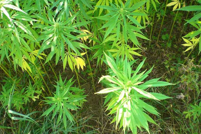 Hemp production could soon be legal Hemp production could soon be legal