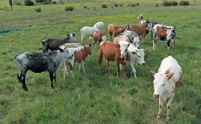 A unique farm-to-fork Nguni operation