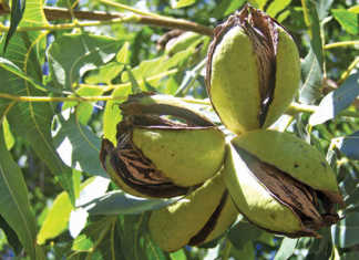Shot hole borer pest found in SA pecan trees