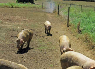 Some bacterial and parasitical pig diseases