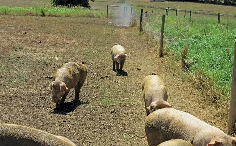 Some bacterial and parasitical pig diseases