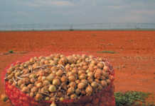 Hi-tech onion business delivering 200t a day!