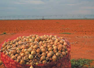 Hi-tech onion business delivering 200t a day!
