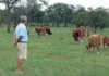 Hans Franck’s Macarara Simmentaler Stud