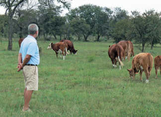 Hans Franck’s Macarara Simmentaler Stud