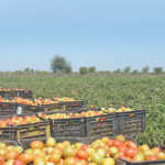 Fund farmers, not food