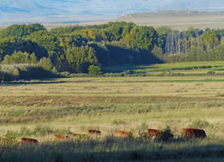 Getting settled on Carnarvon Estates