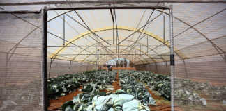 Creating sustainable growth through agriculture