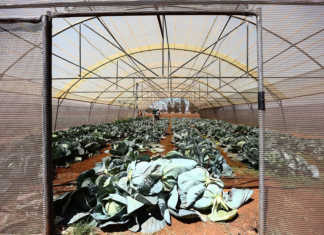 Creating sustainable growth through agriculture