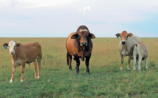 Scientific selection in beef cattle breeding Scientific selection in beef cattle breeding
