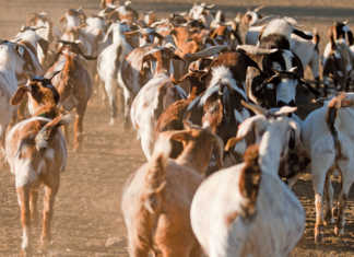 Indigenous veld goats