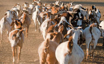 Indigenous veld goats